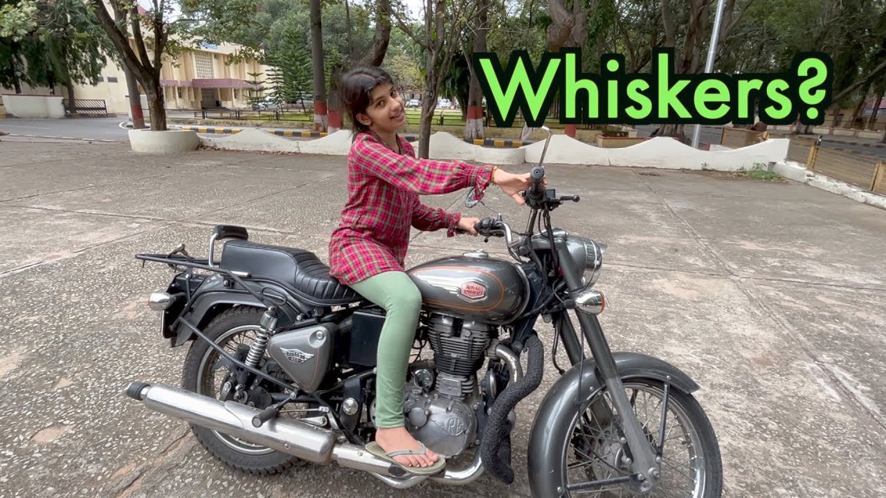 Whiskers Purpose of whiskers How do the animals use whiskers