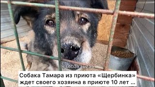 Собака Тамара 10 лет ждет в приюте «Щербинка» своего хозяина. Проект Собака Юзао