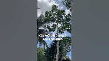 Cây xoài 🥭 Cát cao quá không hái được #shorts #viral #garden #trending #xuhuong #vn #que #xoài