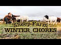 Small-Scale GRASS FED SHEEP Operation | WINTER CHORES