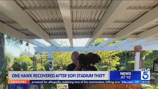 One hawk recovered after SoFi Stadium theft