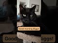 Good Morning all you beautiful people! Say hello to Tiny and Biggs! We respond to all comments!
