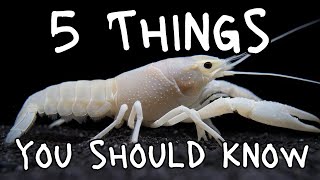 Species Spotlight Spectral Crawfish Aka Vanilla Lobster