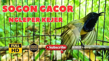 MASTERAN SOGON GACOR PENJEBOL EMOSI SOGON MACET BUNYI TUNGGU 1 MENIT PASTI SOGON RESPON ! #PART 291