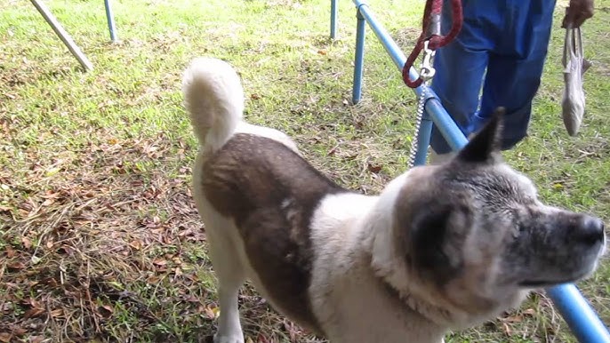 Akita Plays In Leaves Video 2 アメリカの秋田犬 Youtube Akita Plays In Leaves Video 2 アメリカの秋田犬 Youtube