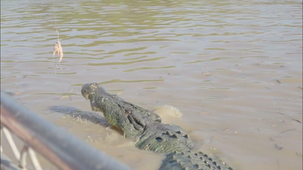 Brutus | Saltwater Crocodile, Darwin - YouTube