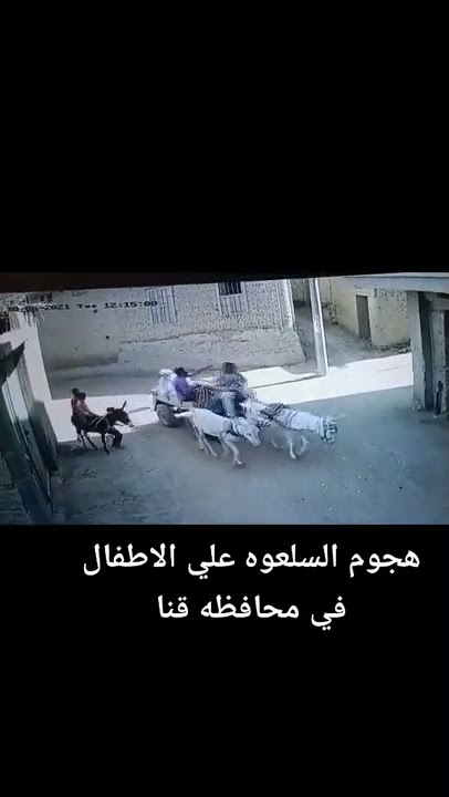 هجوم السلعوه على اطفال بمحافظه قنا