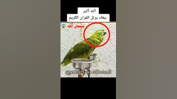 ببغاء يرتل القران الكريم بصوت جميل سبحان الله وبحمده عدد خلقه ومداد كلماته