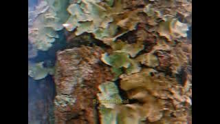 aticsawahCINATIISAA 30 DETIK | CINEMATIC SUNSET WISATA | KEDIRI Vide Aesthetic 2021