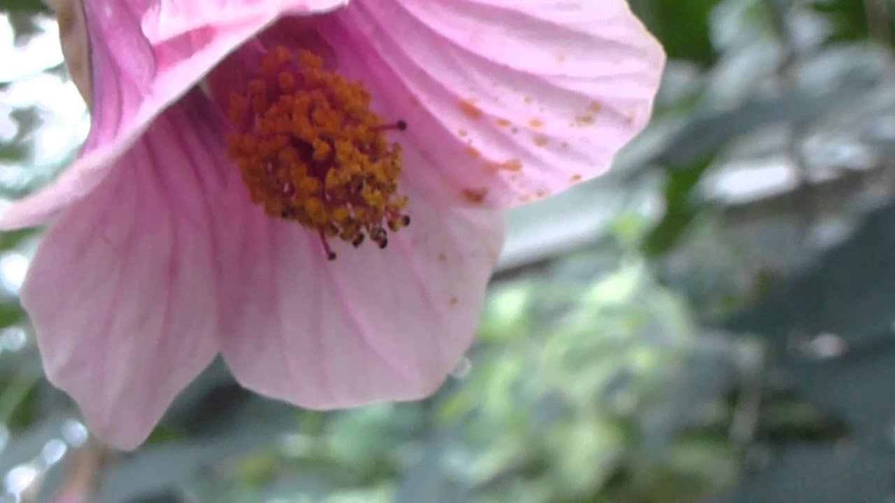 Abutilon Rhs RHS Wisley - Abutilon plants - Chinese Lantern - Sumarblóm ...