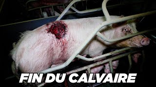 On a fait fermer un élevage de cochons !