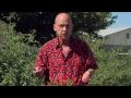 The Complete Chile Pepper Book