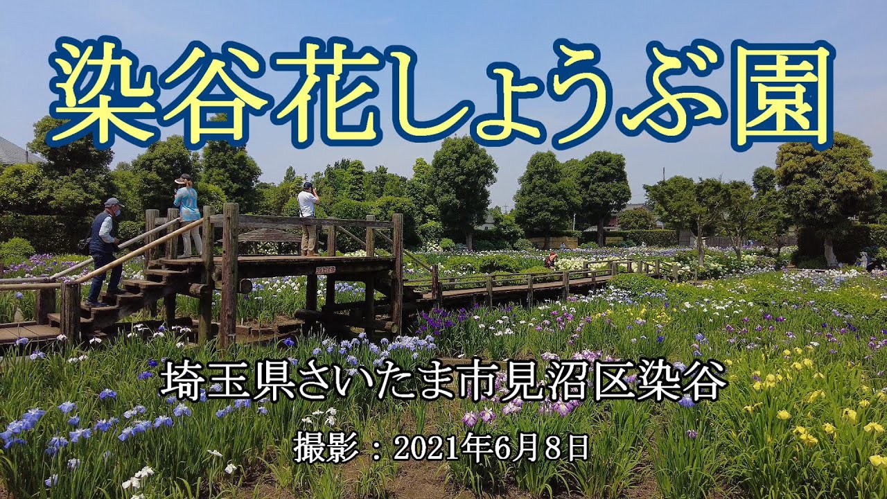 染谷花しょうぶ園 4k Someya Iris Garden Youtube