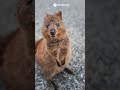 Meet the Quokka! | Zerony reel