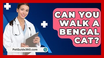 Can You Walk A Bengal Cat? - PetGuide360.com