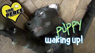 Labrador Puppy Wakes Up After Nap