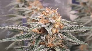Big Buddha cheese week 6 flower, gelato week 3 flower, pot of gold week 1 flower