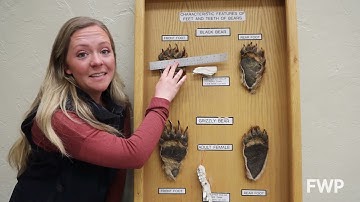 Animal Tracks Part 3: individual tracks