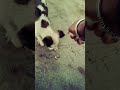 Cute Street dog😍 #shortsfeed #shorts #streetdog #streetfood #roti #narayan #jubinnautiyal #song #pet