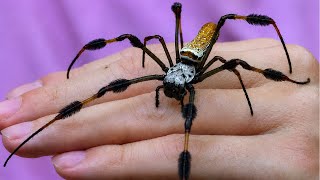 What Happens If You Hold America's Largest Venomous Orb Spider?