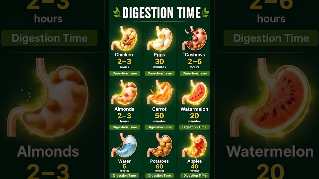 How Long Does It Take to Digest Different Foods?   | Digestion Time Explained #healthyeating