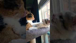 Laugh Like That trending funny ytshorts trendingshorts fyp memes cute cats coconico