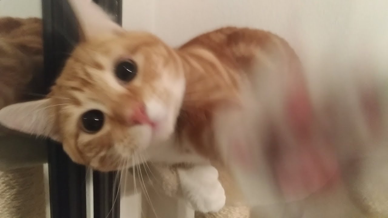 Buddy Cat Cat Condo YouTube