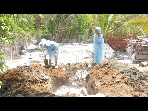 Video Vĩnh Long phát hiện 123 ổ dịch tả lợn châu Phi - youtube