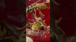 Longest Name Insect || Facts Data Centre || Shorts Video