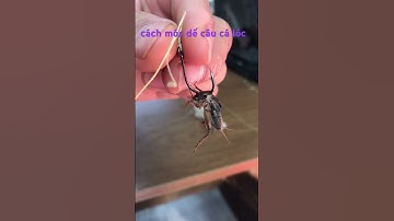 cách móc dế câu cá lóc hiệu quả không tốn mồi #cauca #fishing #cálóc