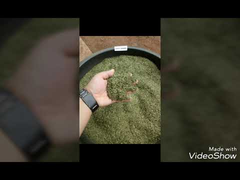Green Jongkong Kratom