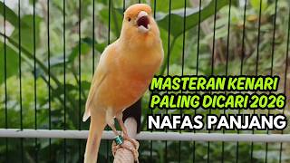 Terbukti AMPUH!! Terapi Kenari Macet Bunyi Paling Ampuh 2026 - 3 Hari Bunyi Lagi