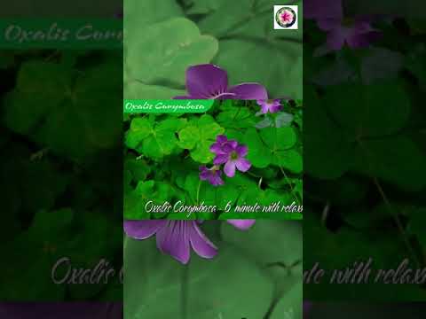 Oxalis corymbosa, Hoa me đất, Hoa cỏ ba lá,#Shorts