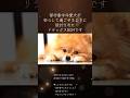 愛犬がお留守番でも安心するBGM #shorts #犬が落ち着く音楽 #犬のいる暮らし #犬のいる生活 #犬の分離不安