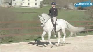 Pura Raza Española Hengst - Barock - Lehrmeister - Lektionssicher