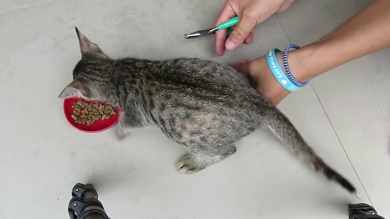 猫の爪きりを食事中にやる Youtube