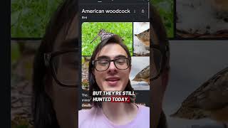 This should be illegal. #americanwoodcock #birding #birds #conservation #facts #shorts #viral #meep