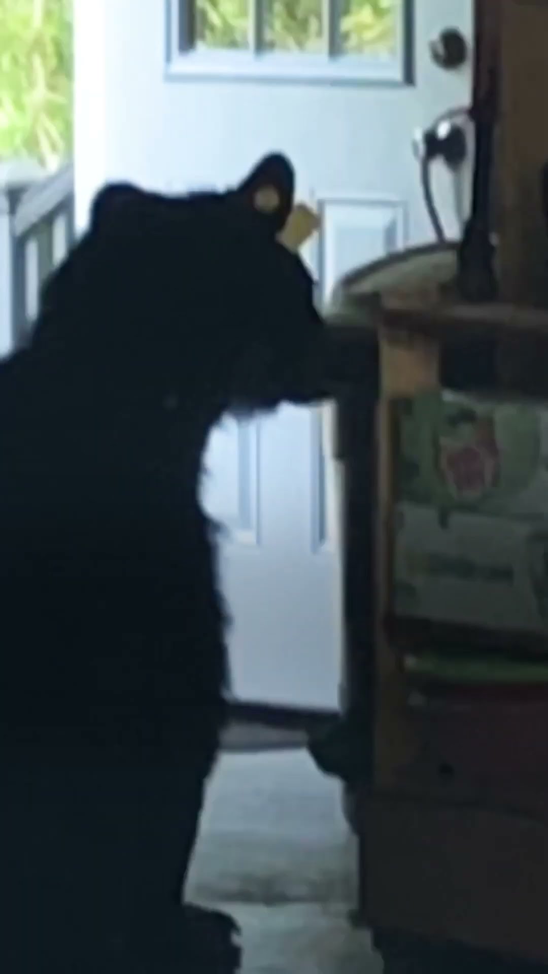 Just Another Nosy Neighbor | The Dodo