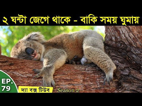 ভিডিও: কোন প্রাণীটি সবচেয়ে অলস