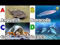 ABC Sea Animals song | Learn Alphabets | English and Animals for Kids | #anglerfish