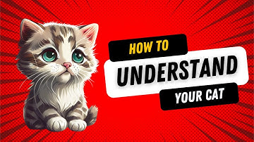 How to. Decoding Feline Mysteries  Understanding the language of cats