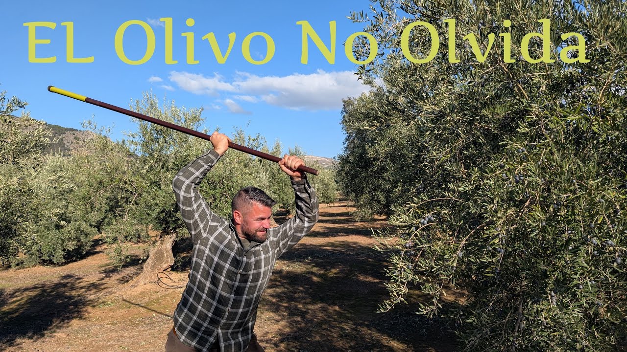 La Vara INSUSTITUIBLE En El OLIVAR