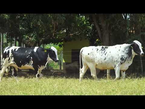 LOTE 26 6897CD   1136CR