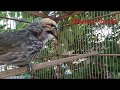 Cucak Rowo Super Gacor Tes Mental Cucak Rowo Dengan Agar Mengetahui Cucak Rowo Bakalan Yang Bagus Mp3 - Mp4 Download