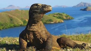 5 Fakta Unik Tentang Komodo Ini Pasti Belum Banyak yang Mengetahuinya
