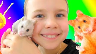 Хомки Ксюши Потоцкой! Сказка про хомяков! 🐹🐭 Жизнь хомяков! Веселые пушистики!🍎🌽 Видео для детей! Хомки Ксюши Потоцкой! Сказка про хомяков! 🐹🐭 Жизнь хомяков! Веселые пушистики!🍎🌽 Видео для детей!