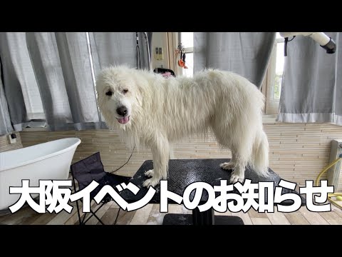 カニンヘンダックスのお庭完成です。大阪ドッグイベントのお知らせ