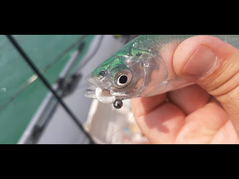 შამაიას ქვირითობა