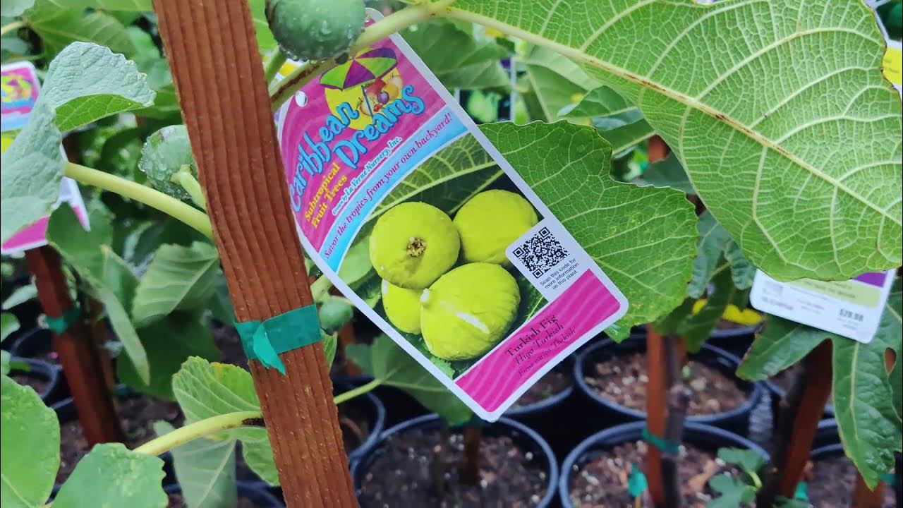 Lowe's Fruit Trees Selection November 26 2021 YouTube