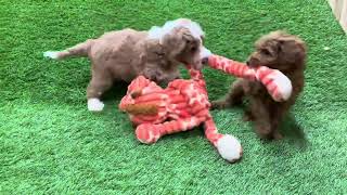Group 1 - Playtime Olive x Yellowstone by Cane Creek Goldendoodles 83 views 3 months ago 1 minute, 48 seconds